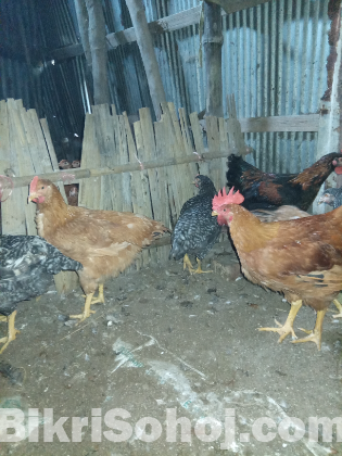 টাইগার মুরগী